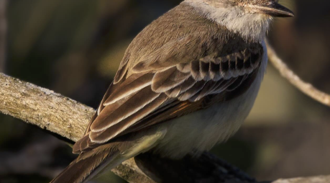 North Carolina Rare Bird Alert: An Ash-throated Flycatcher at Alligator River NWR